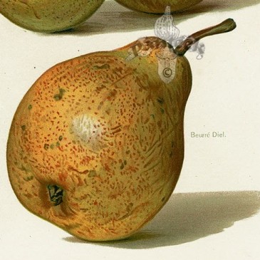 Beurré Diel - Heemkring Ter Ham Steenokkerzeel 